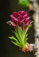 Laerche NP Hagenstein